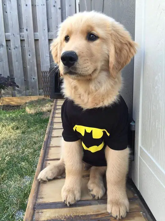 Golden Retriever puppy wearing a batman shirt