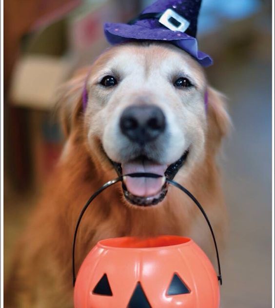 Golden Retriever wearing a witch hat while carrying a pumpkin basket