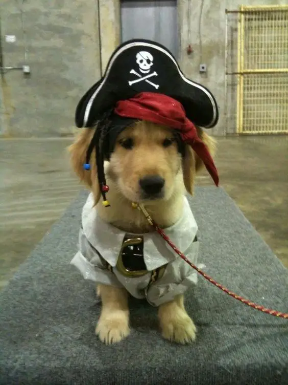 Golden Retriever puppy sitting on the floor in its pirate look