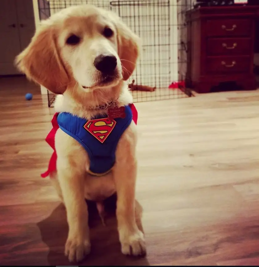 Golden Retriever wearing a superman harness