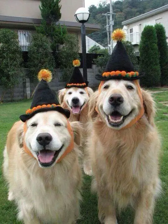 three Golden Retrievers wearing a cone hat with strawberries