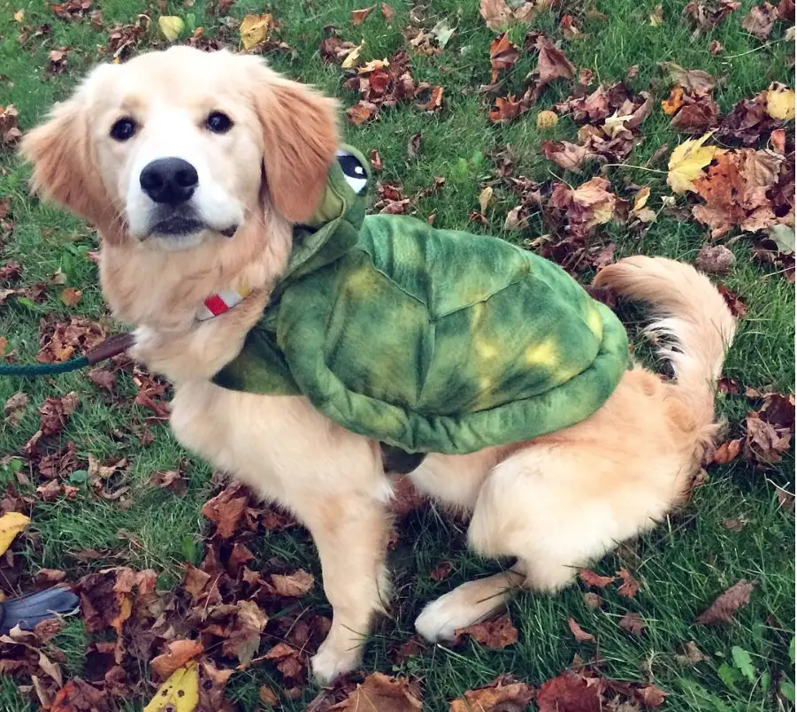 Golden Retriever in turtle costume