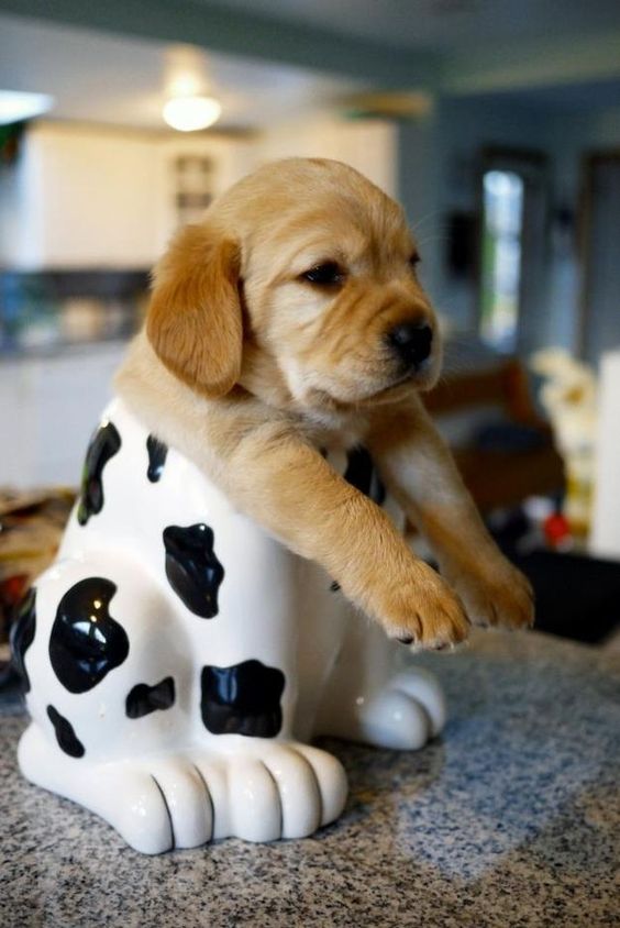 Golden Retriever puppy in a cow's feet ceramic fixture