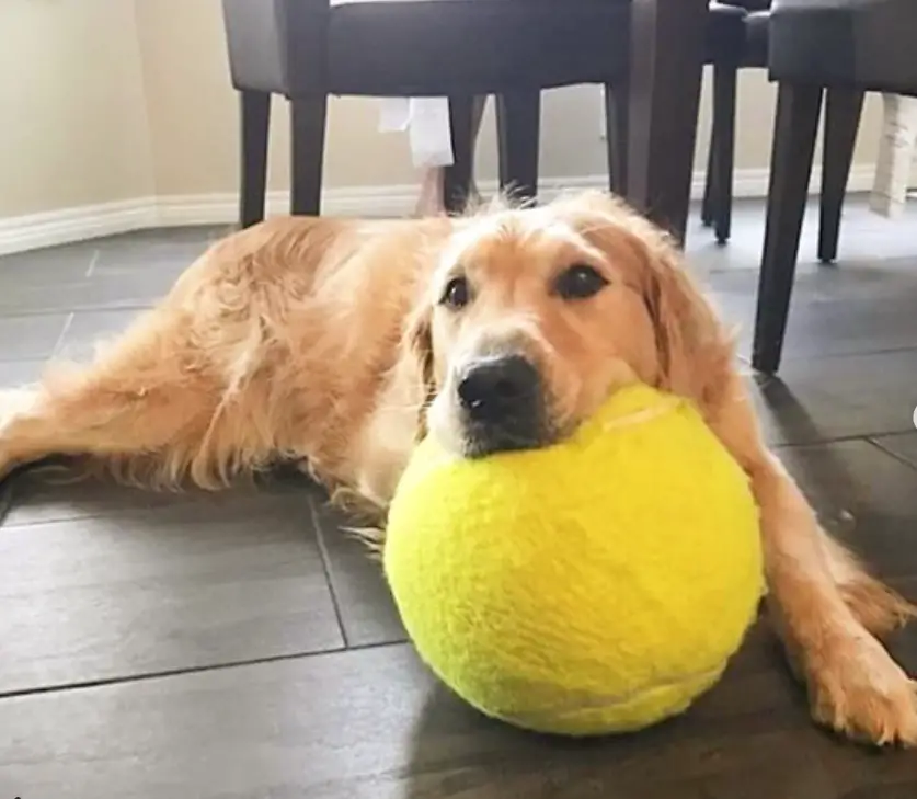 Golden Retriever lying down on the floor with giant ball in its mouth