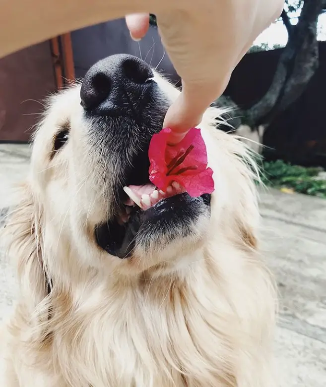 Golden Retriever with flower in its mouth