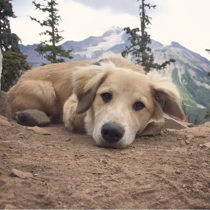 Golden Retriever puppy lying down on ground on top of the mountain