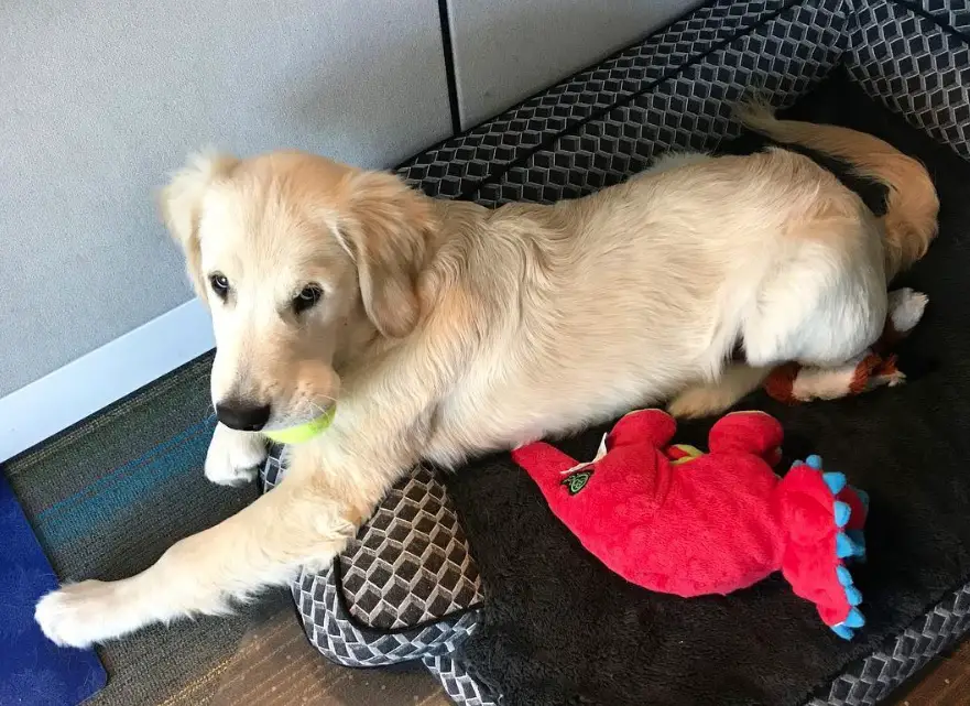 Golden Retriever on its bed with ball in its mouth