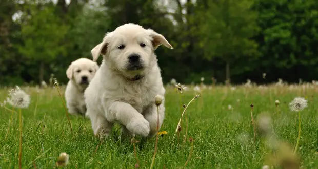 Golden Retriever puppies running in the field