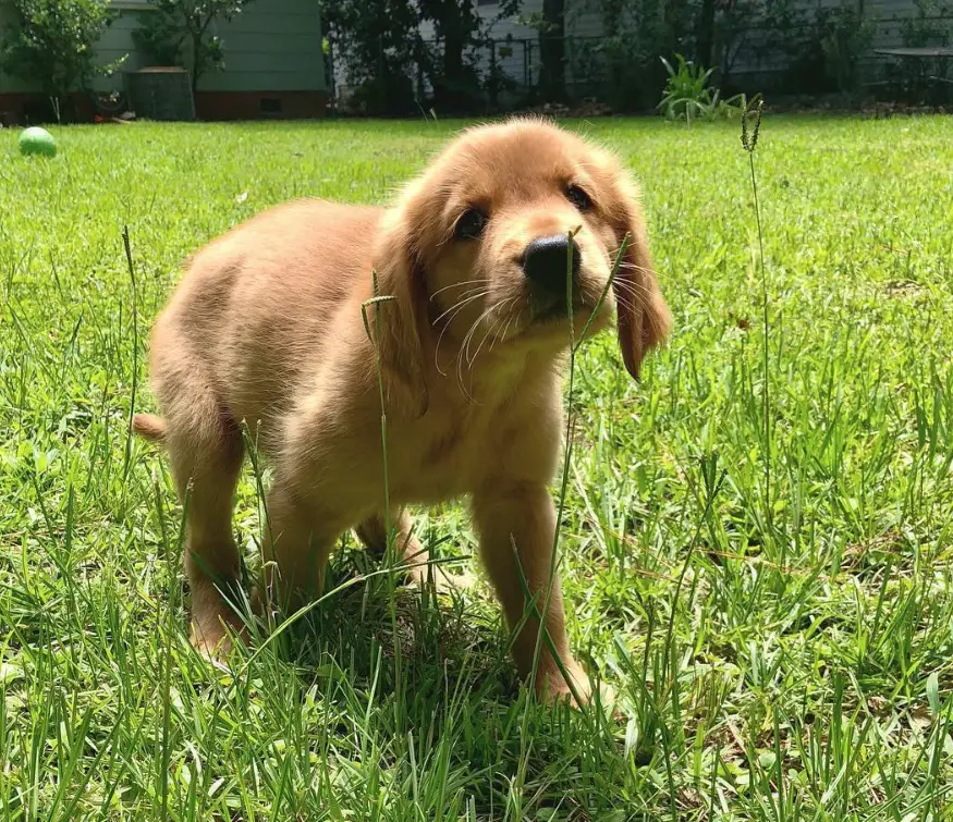 Golden Retriever walking in the yard while smelling the grass