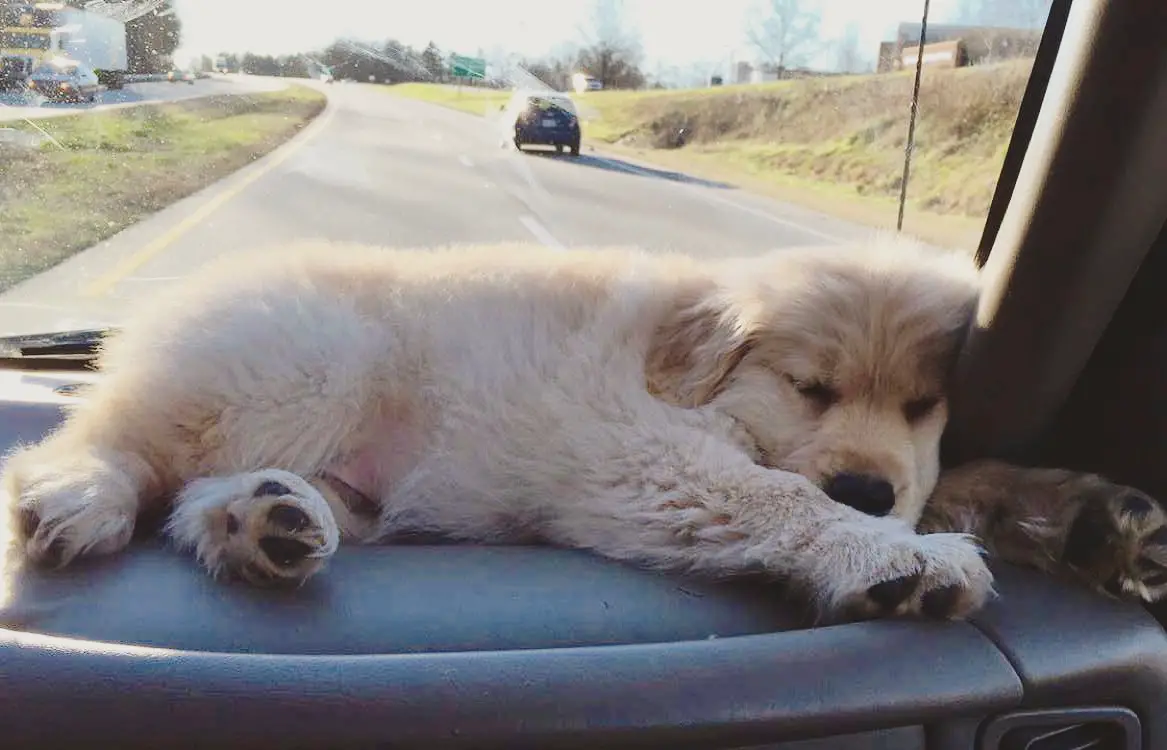 Golden Retriever puppy sleeping on top of the car's dashboard