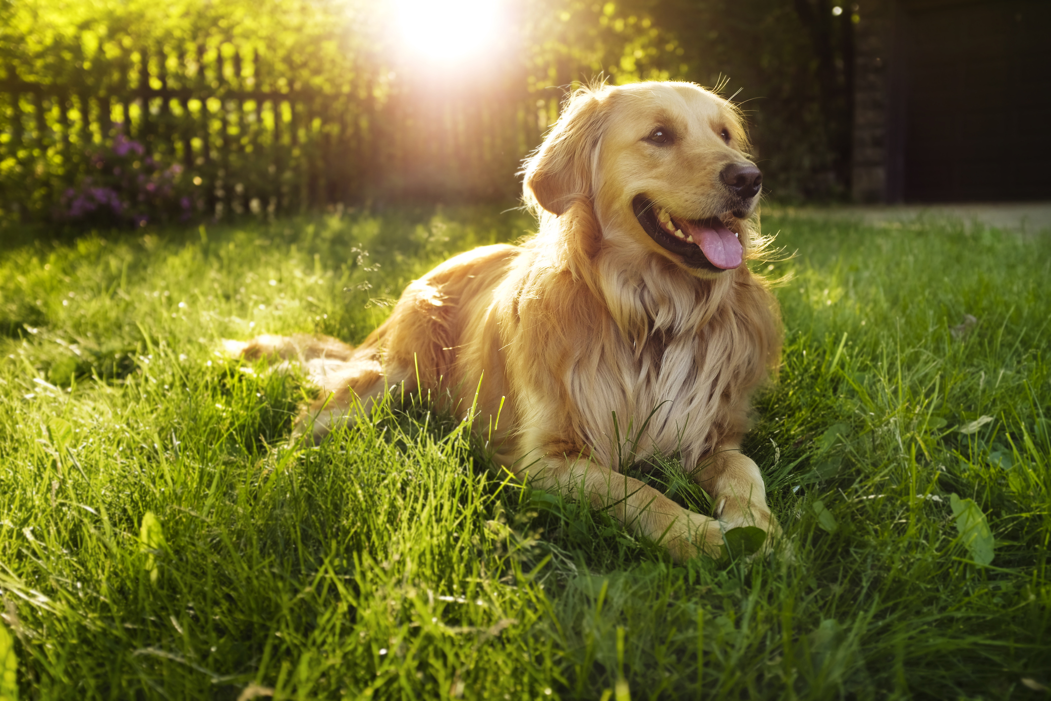Golden Retriever lying down on the green grass in the yard