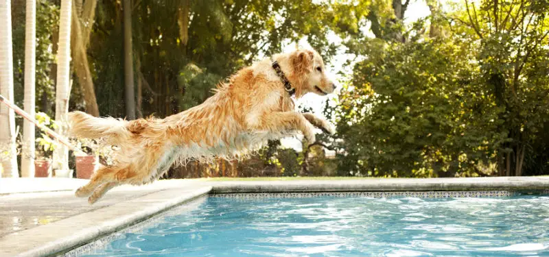 Golden Retriever jumping towards the pool
