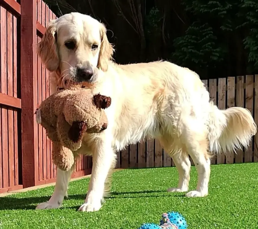 Golden Retriever with a teddy bear hanging from it mouth