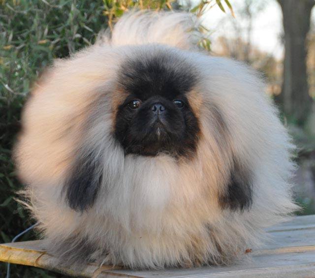 Pekingese ball on top of the wooden table