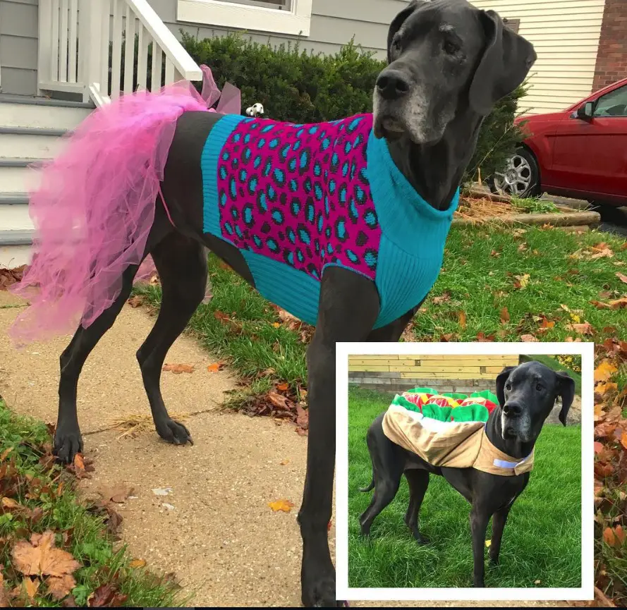 Great Dane in her knitted blue and pink top with leopard print and pink tutu standing on the hallway. Also with a small photo of her in her hotdog costume