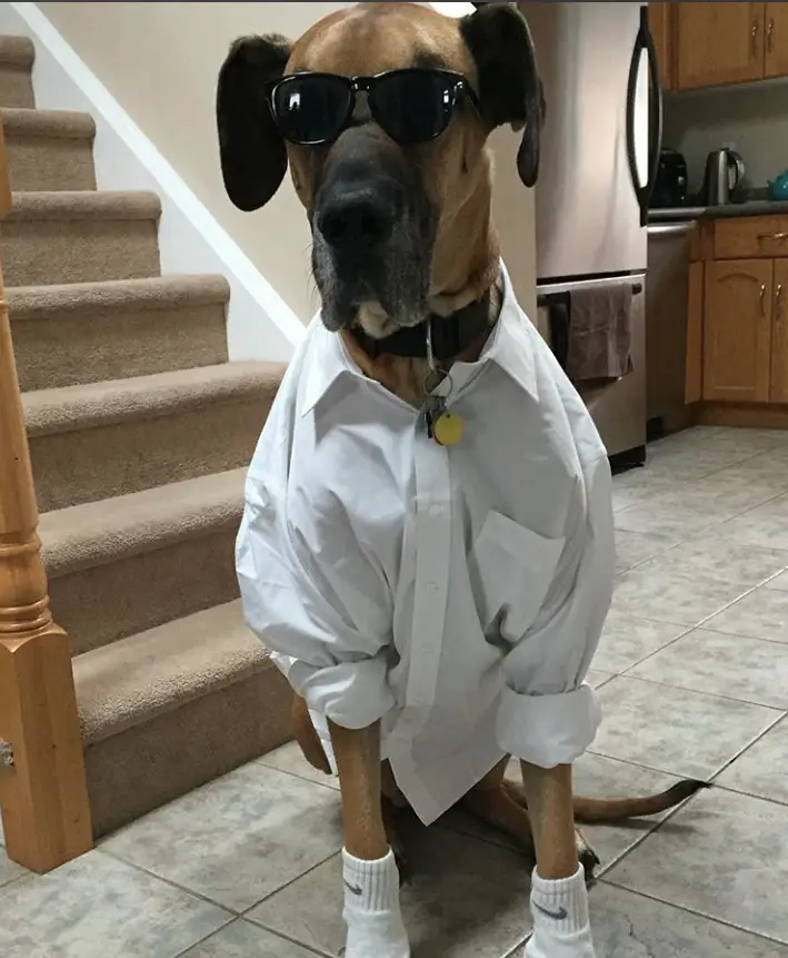 Great Dane wearing white polo long sleeves, sunglasses, and socks while sitting on the floor