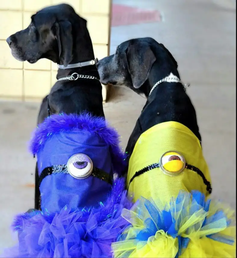 two Great Danes in their minion outfit sitting on the floor