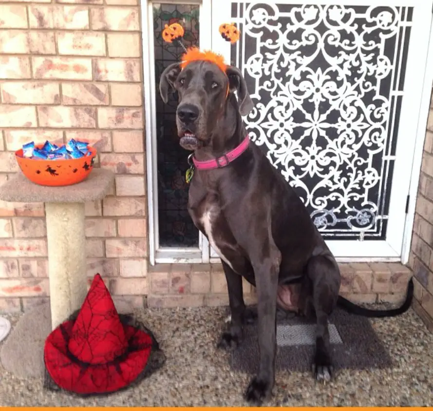 Great Dane wearing a pumpkin headpiece while sitting in the front door next to a tower with bowl of candies and with hat on its base
