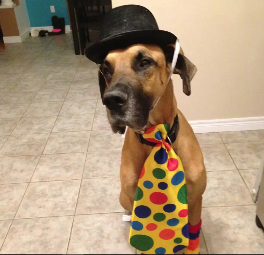 Great Dane wearing a black hat and a neck tie with colorful circles design