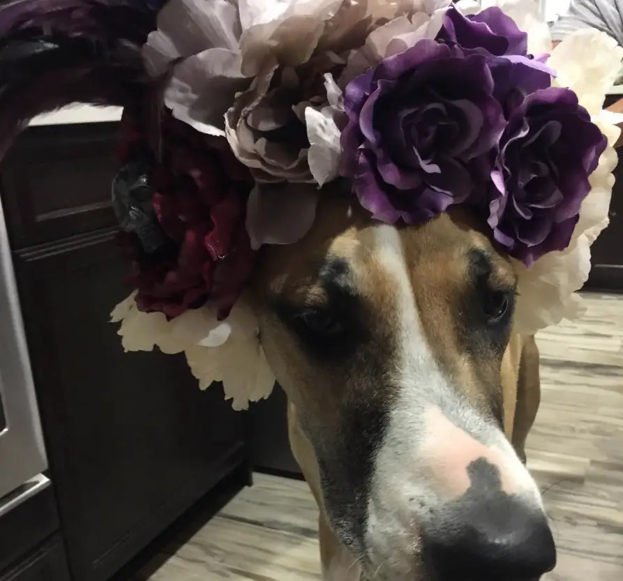 Great Dane wearing a floral headpiece