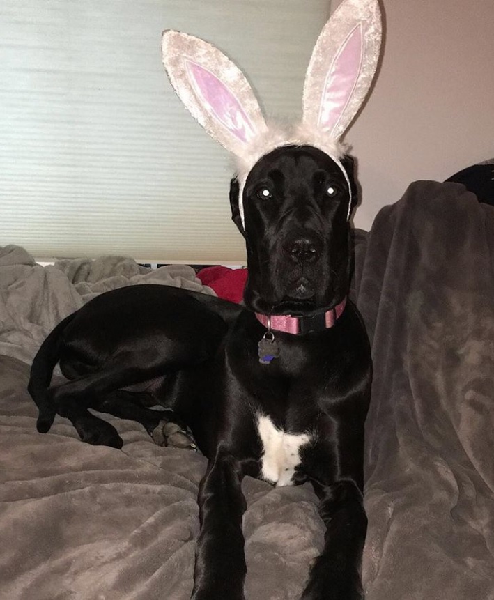 Great Dane wearing a bunny ears headpiece while lying down on the couch