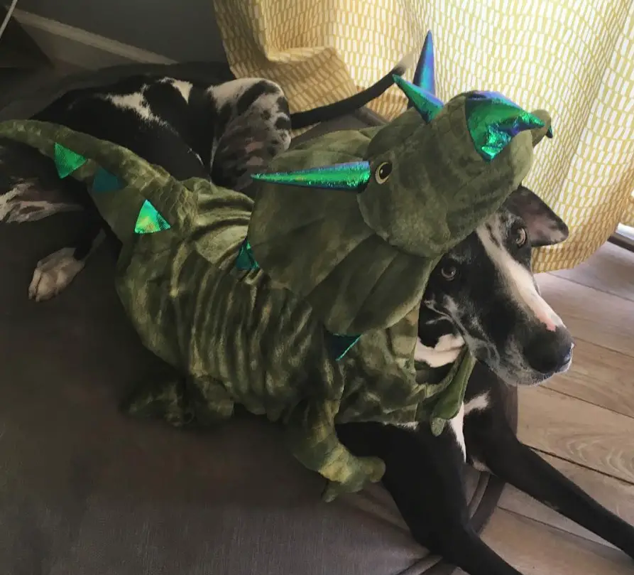 Great Dane wearing a dinosaur costume while lying down on the floor