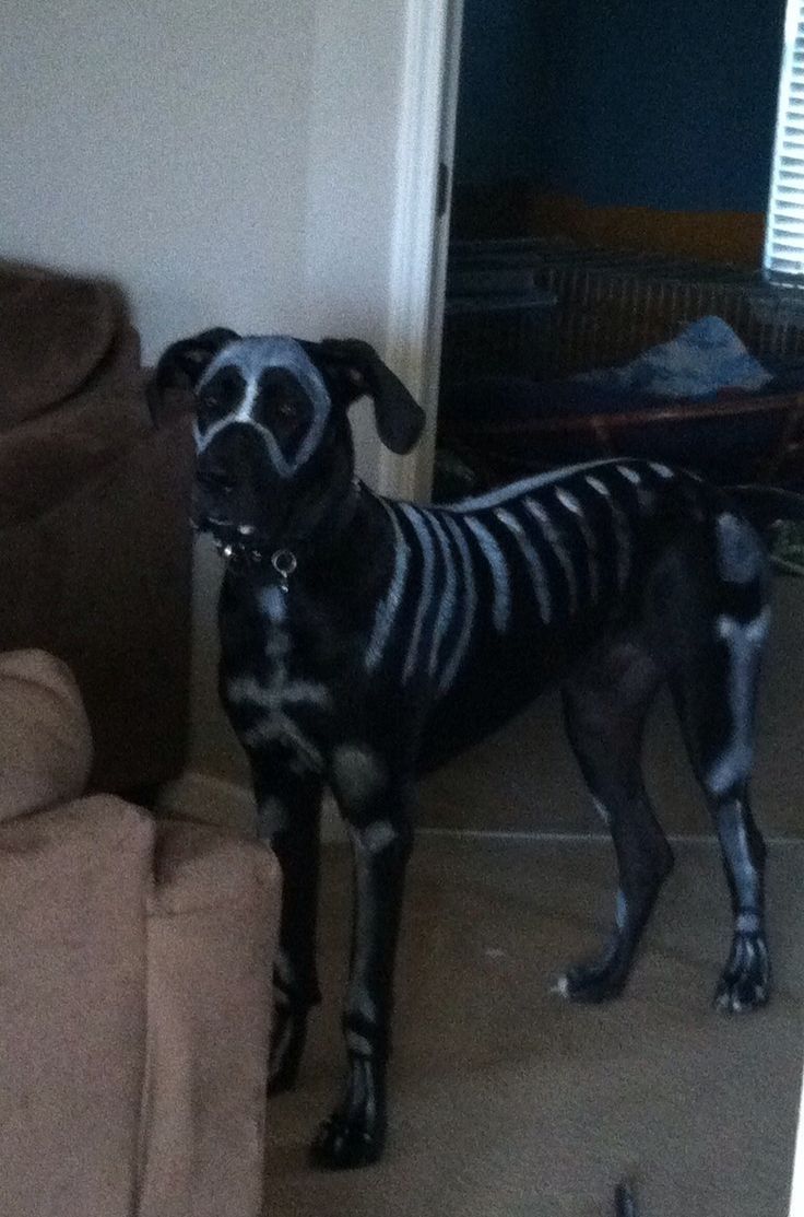 Great Dane drawn with skeleton