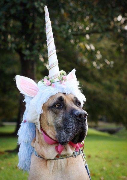 Great Dane wearing a unicorn headpiece at the park