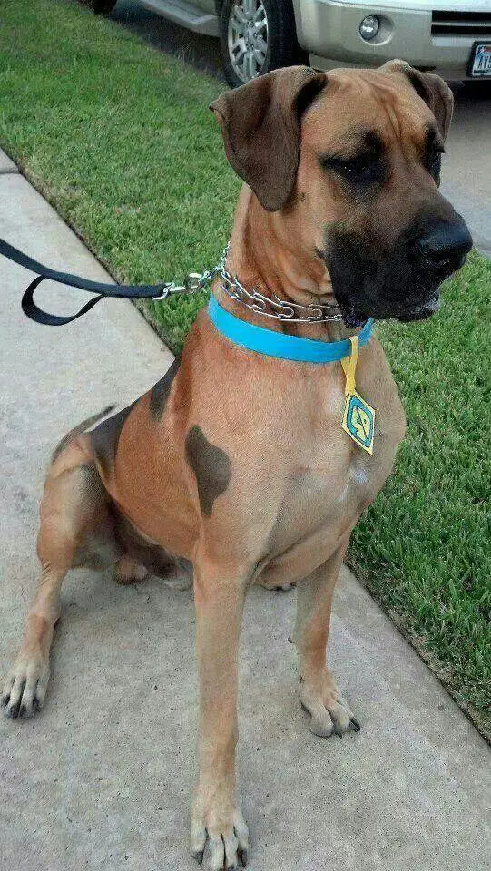 Great Dane as a scoobidoo sitting on the pathway