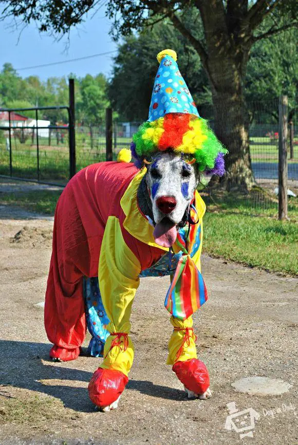 Great Dane in clown costume standing on the ground at the park