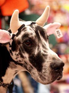 Great Dane wearing a cow ears head piece while looking sideways