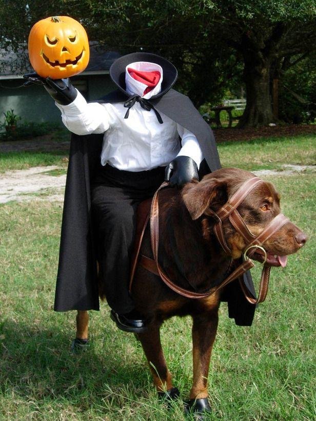 60+ Costumes That Prove Great Danes Always Win At Halloween Page 15