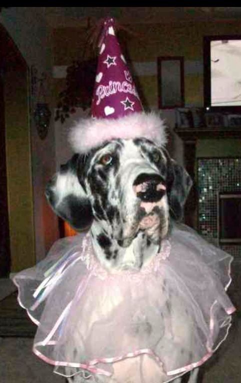 Great Dane wearing a princess cone hat and a pink ruffled collar