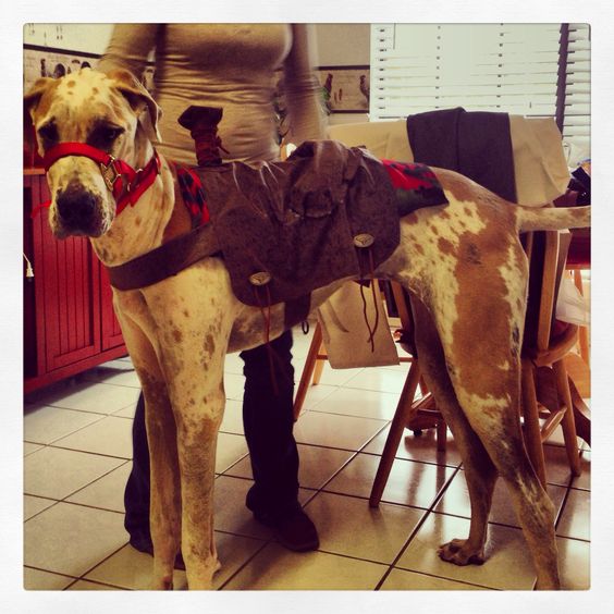 Great Dane as a racing horse