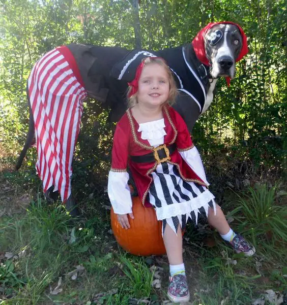 Great Dane in a pirate costume standing behind a girl sitting on a pumpkin