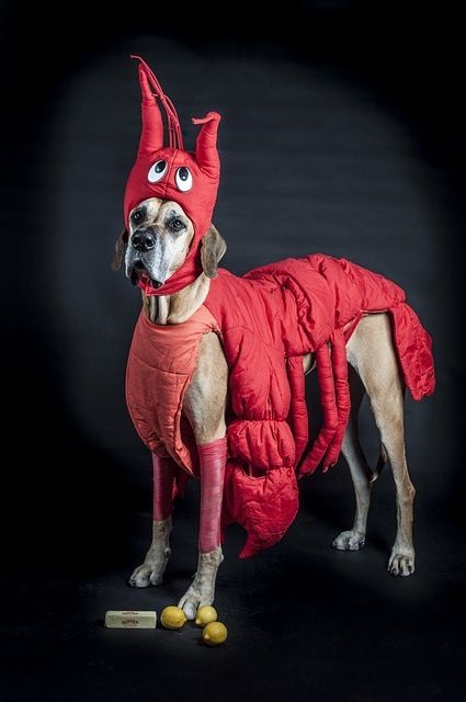 Great Dane wearing a lobster costume in an isolated black background