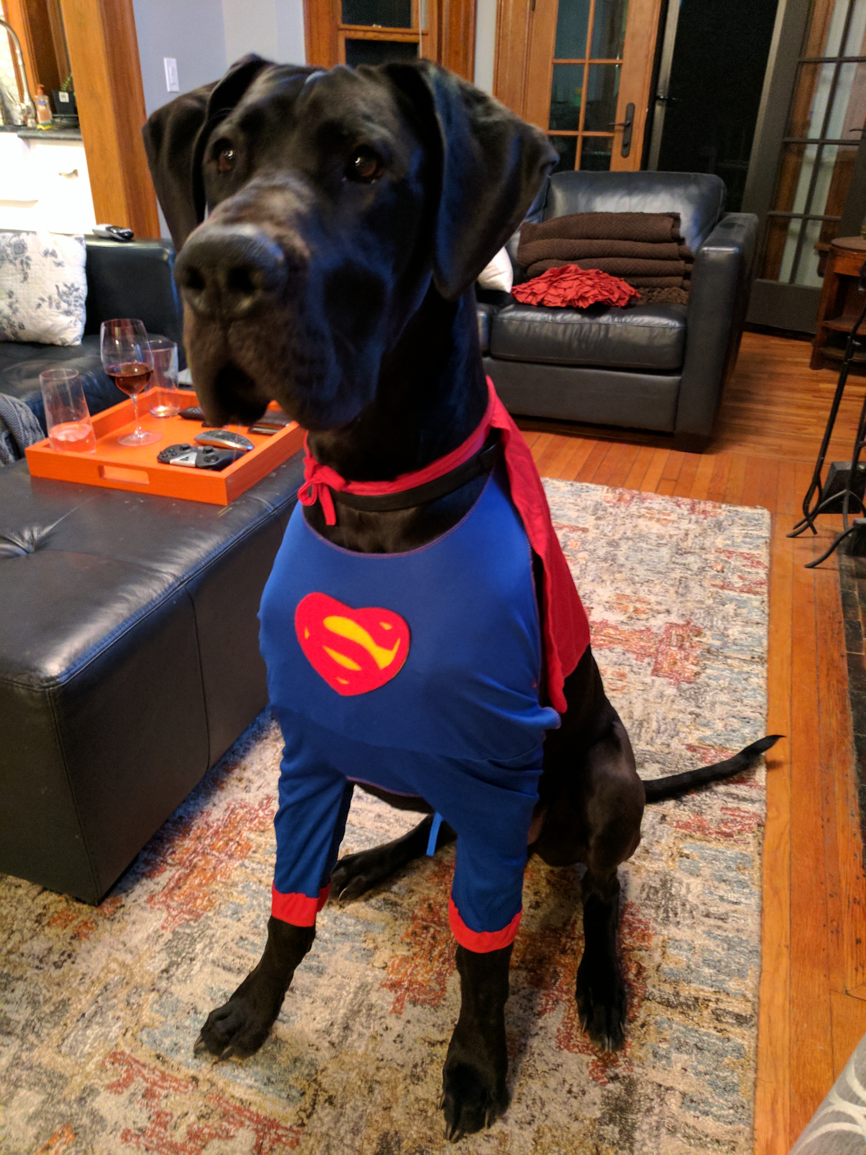 Great Dane in superman costume sitting on the carpet