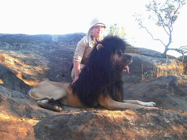 Great Dane in a lion costume lying down on a big rock in the mountain with a woman behind her in her explorer costume 