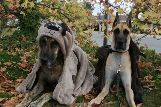 two Great Danes in their bear costume lying down on the grass under the maple tree by the river