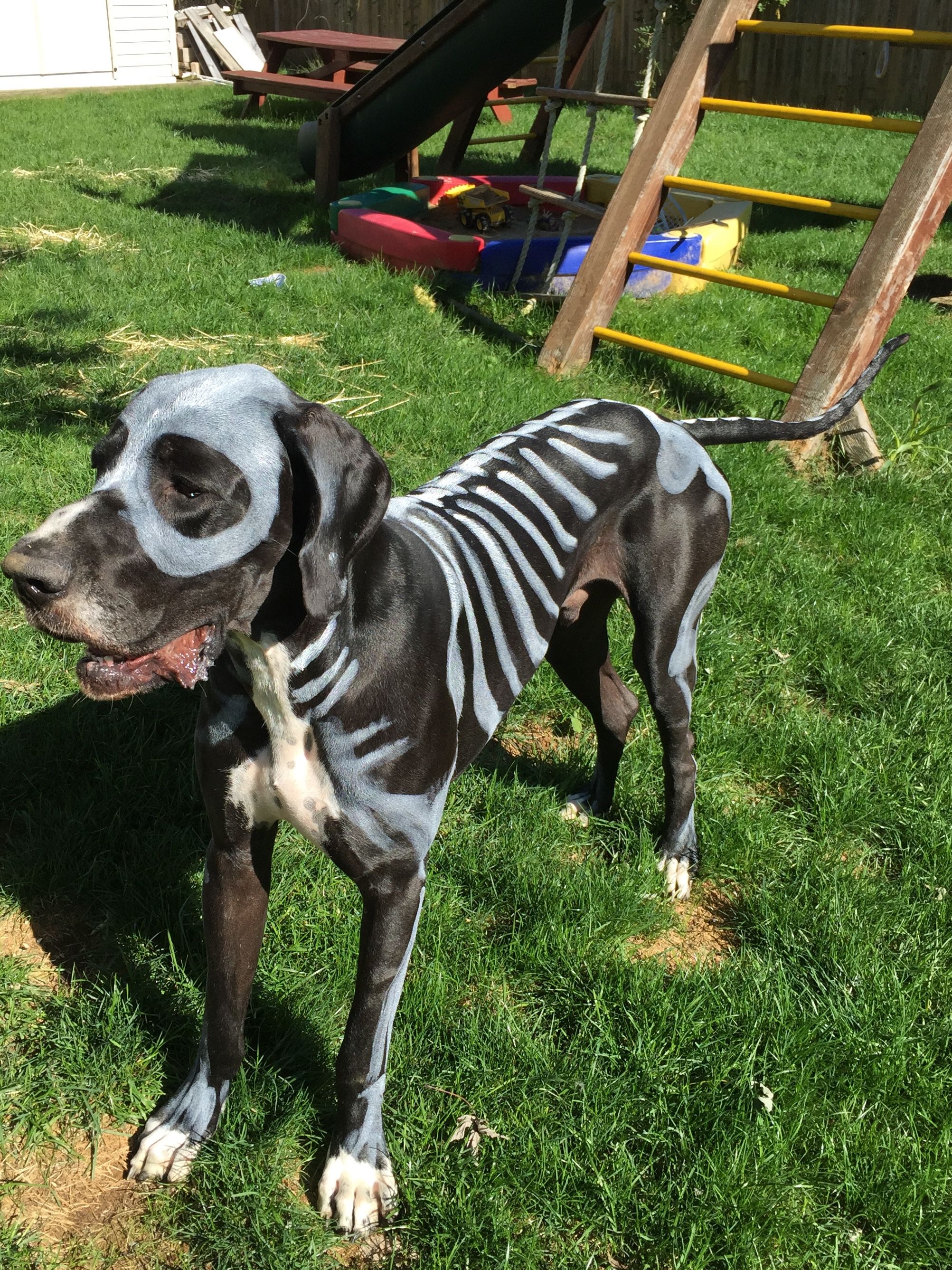 Great Dane standing on the yard with skeleton drawing in their body