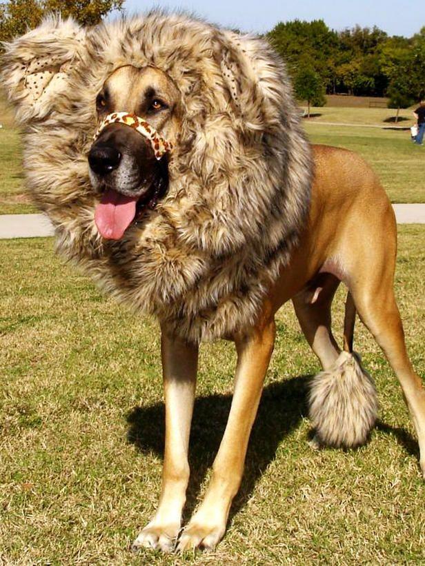 Great Dane in lion look