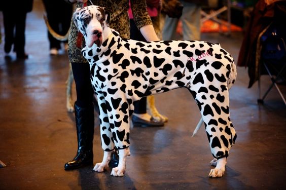 Great Dane wearing a cow costume