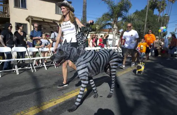 Great Dane walking in the street with Zebra drawings in its body