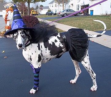 Great Dane wearing a witch costume in the street