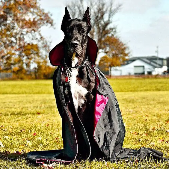 Great Dane in dracula costume sitting on the grass