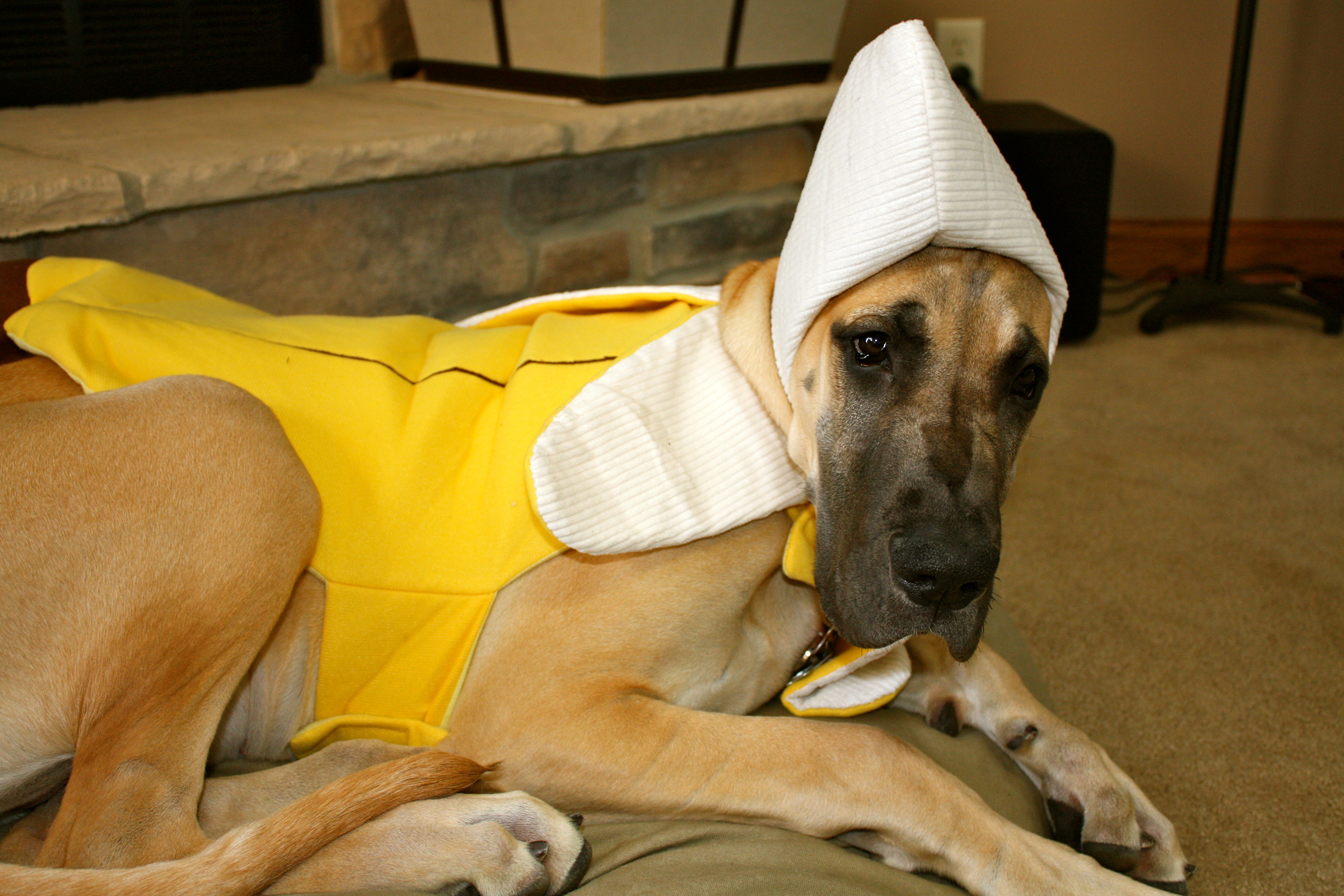 Great Dane in banana costume