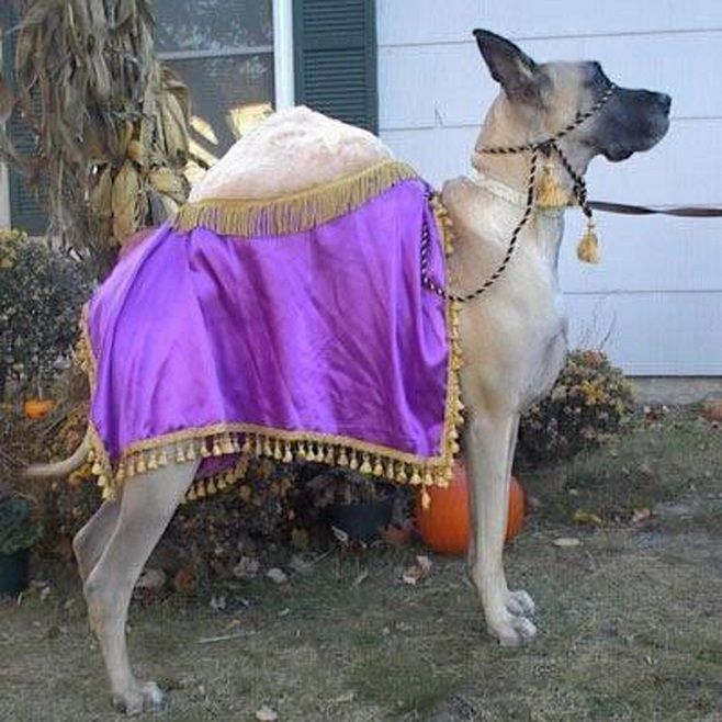 a camel Great Dane standing sideways