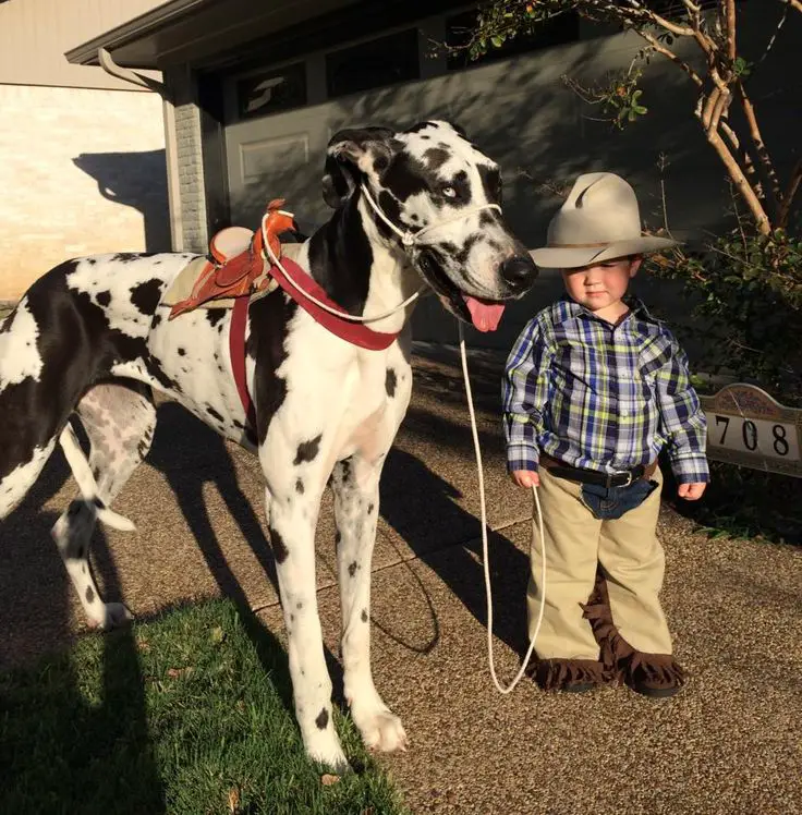 Great Dane horse standing next to a kid in a rider outfit