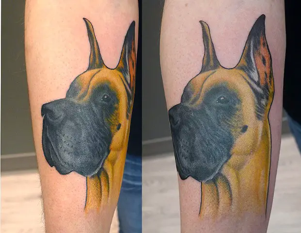 fawn realistic face of Great Dane tattoo on forearm
