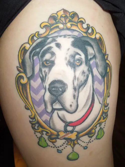 realistic face of Great Dane in a gold vintage frame tattoo on thighs